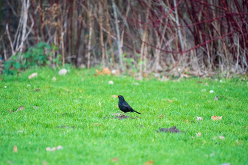 blackbird on grass