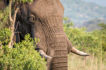 Side profile of an Elephant in Welgevonden.