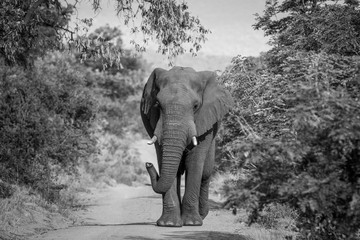 Big Elephant bull walking towards the camera.