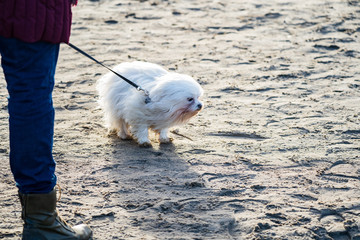 small white dog