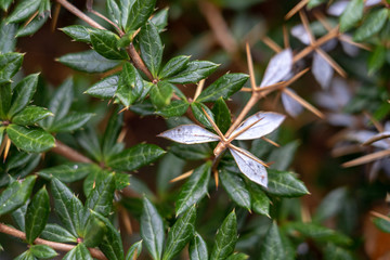 green leaves and thorns