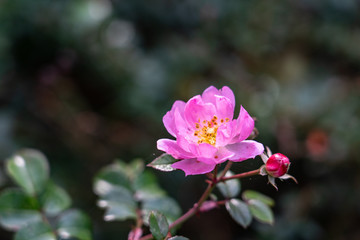 pink flower in the garden