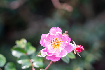 pink flower in the garden