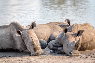 Fototapeta premium Group of White rhinos laying in the water.