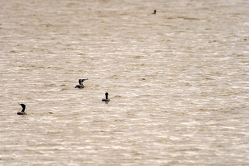 cormorants swimming