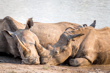 Group of White rhinos laying in the water.