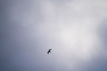 bird flying in the sky