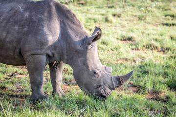 Close up of a White rhino grazing.