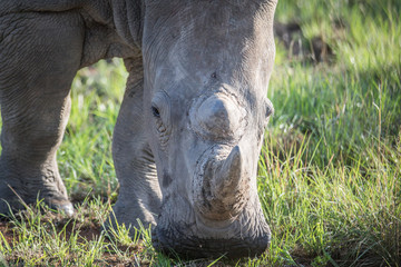 Obraz premium Close up of a White rhino grazing.