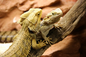 two of the iguana close-up