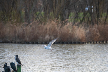 seagull flying