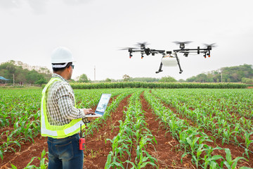 Technician farmer use wifi computer control agriculture drone fly to sprayed fertilizer on corn...