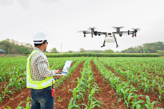 Technician farmer use wifi computer control agriculture drone fly to sprayed fertilizer on corn fields, Smart farm 4.0 concept