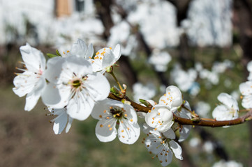 Close-up Plum Tree In Bloom