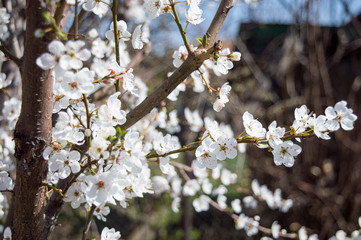 Close-up Plum Tree In Bloom