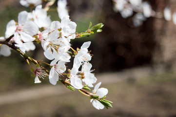 Close-up Plum Tree In Bloom