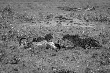 Cheetahs feeding on a male Impala kill.