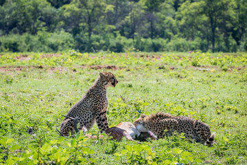 Cheetahs feeding on a male Impala kill.