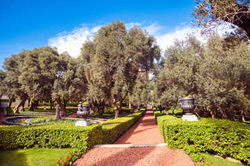Beautiful  olive trees in the Bahai Gardens at Mount Carmel in Haifa, Israel, Middle East