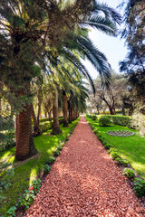 Palm trees in the Bahai Gardens at Mount Carmel in Haifa, Israel, Middle East