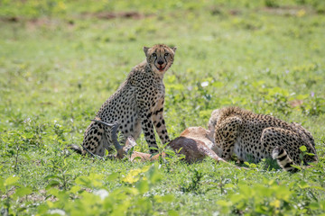 Cheetahs feeding on a male Impala kill.