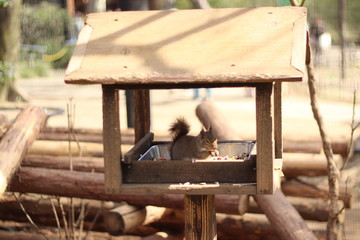餌を食べるリス