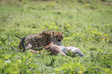Cheetah feeding on a male Impala kill.