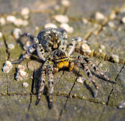 Photo of Lycosa singoriensis, black hair tarantula on the tree stump