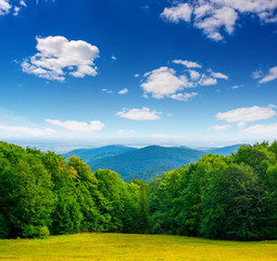 Photo of green forest and valley in Carpathian mountains