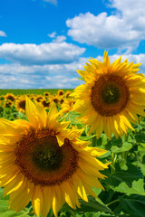 Photo of sunflower field with sky and clouds at summer