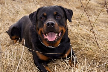 liegender Rottweiler