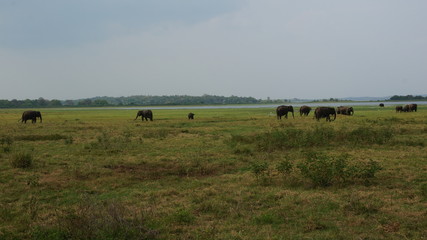 Fototapeta na wymiar Elephants of Sri Lanka watched during a safari
