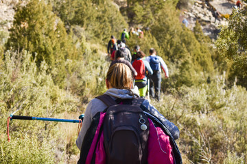 woman of group of adult people with colorful backpack and poles trekking on a path of sand and stones walking up a mountain across green vegetation of trees and bushes in a sunny day