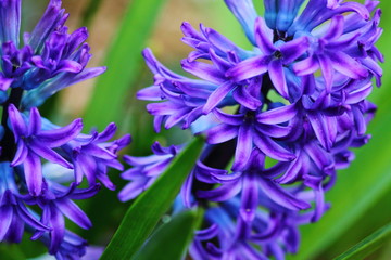 Blue sublime hyacinth close up in spring flower bed in german park.