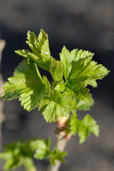 First leaves on the currant bush in early spring. Shallow depth of field