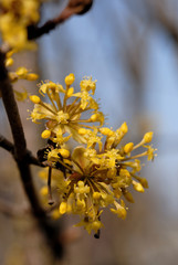 Flowers blooming on a tree in early spring. Shallow depth of field