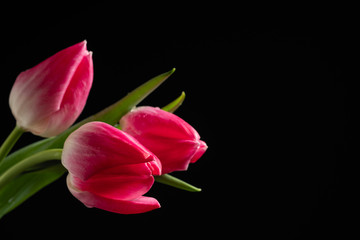 beautiful bouquet of tulips with water drops on a dark background, macro