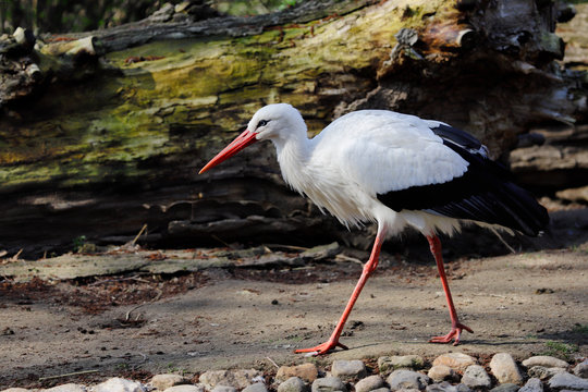 Full view of white stork is a large wading bird in the stork family Ciconiidae