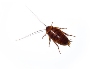 Cockroach isolated on white background