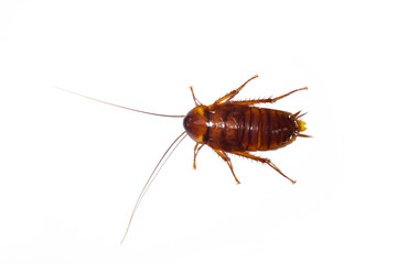 Cockroach isolated on white background