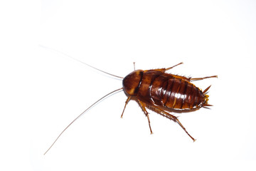 Cockroach isolated on white background