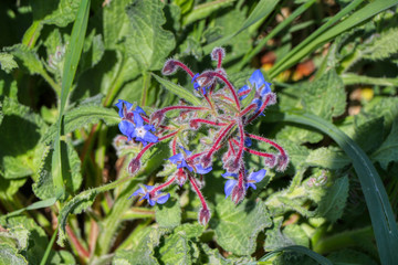 Borage in the La Vela swamp (Palude La Vela) in the city of Taranto, Puglia, Italy