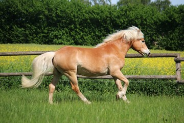Obraz na płótnie Canvas beautiful haflinger horse is running on a paddock in the sunshine