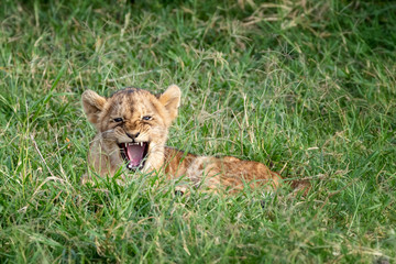 Growling lion cub in the Masai Mara