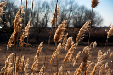 Fototapeta premium reeds in winter