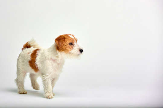 Jack Russell Terrier puppy close up on white background, copy space. Studio shot