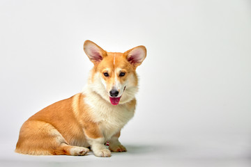 Funny Welsh Corgi pembroke in studio in front of a white background