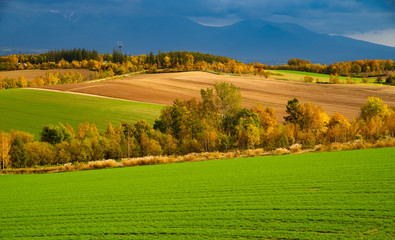 うねる丘の秋　美しい美瑛の丘の秋と十勝連邦