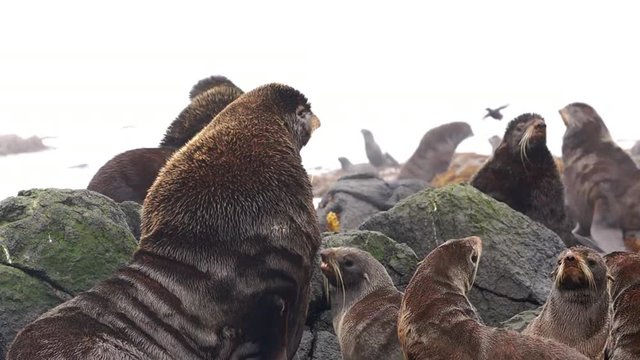 Group of northern fur seal animal on coast Sea of Okhotsk.