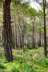 Coniferous forest in Cyprus. Beautiful Natural vertical Background. Landscape